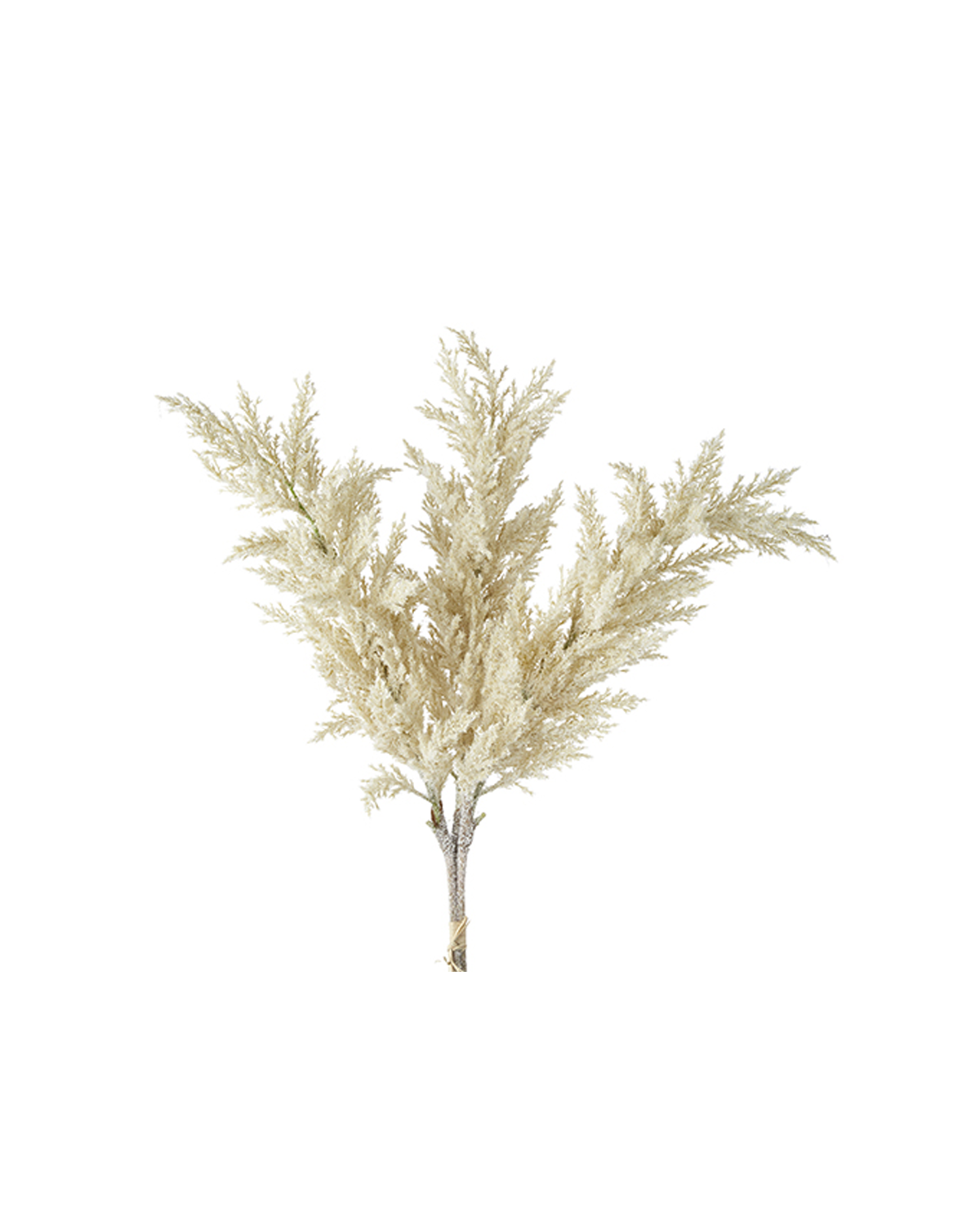 Pampas Iced
