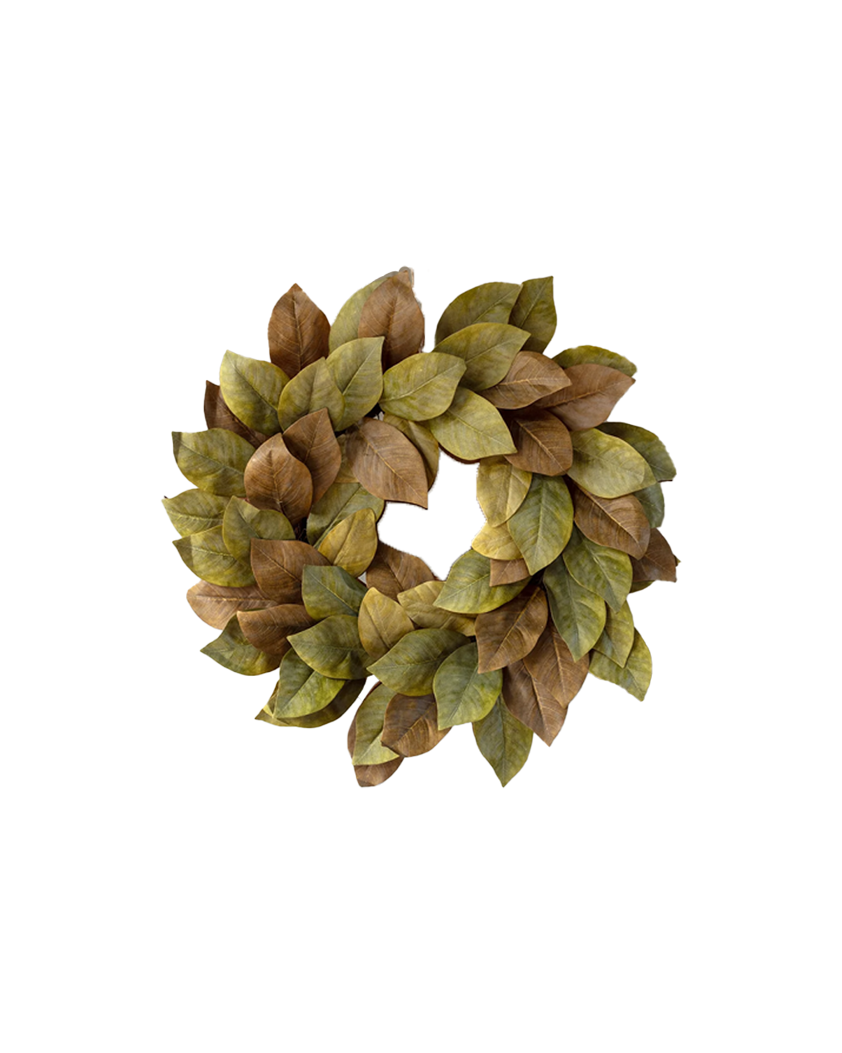 Corona Magnolia
