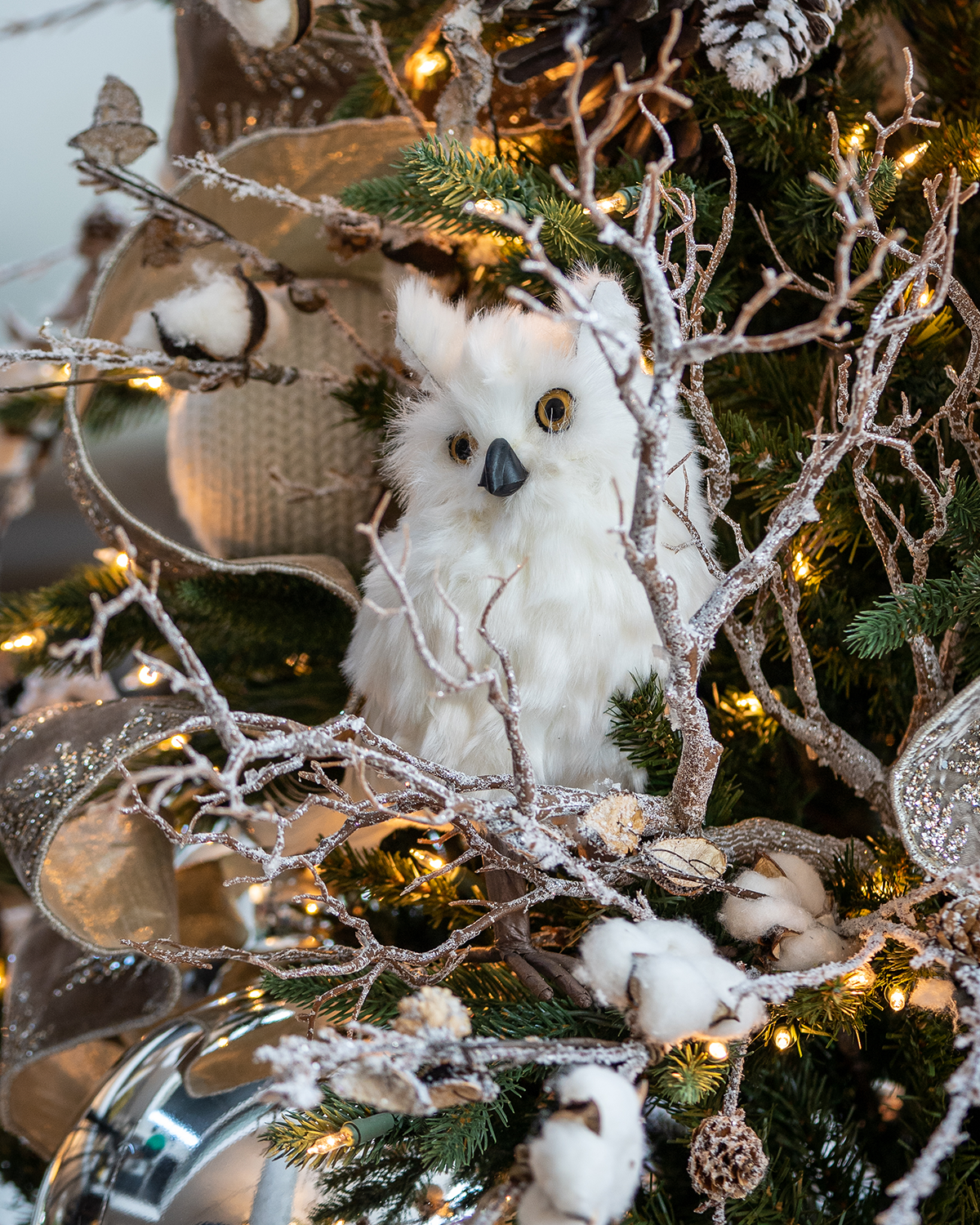 Rama nevada Manzanita